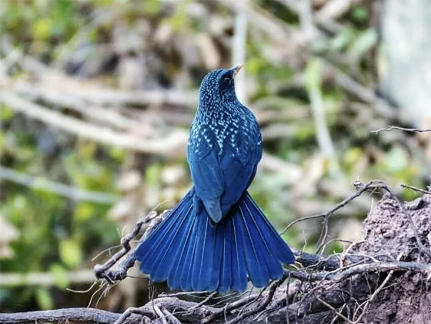 Лиловый дрозд: Синяя птица счастья действительно существует! Как живёт символ удачи и благополучия?