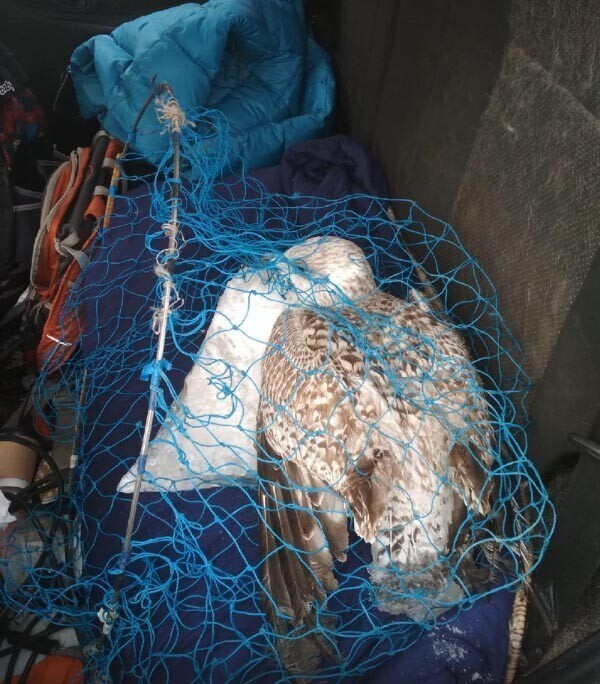 Птичку жалко: питерские спасатели вызволили дикую чайку из ледяного плена