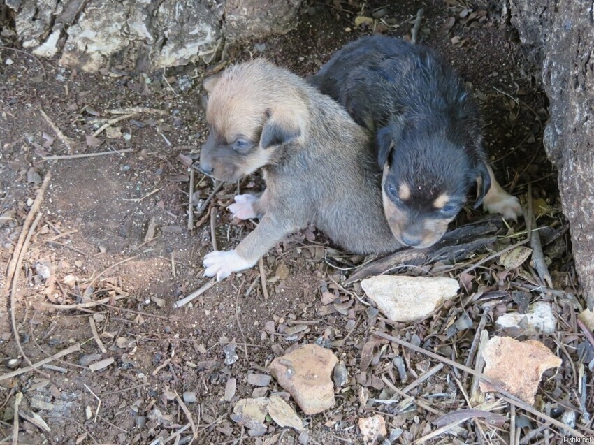 а это просто милые щеночки с Кубы, жившие под рестиком, где мы ели еду