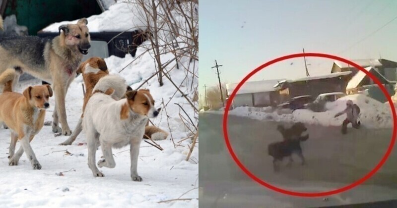 Житель Иркутска на авто протаранил стаю одичавших собак, набросившихся на девочку