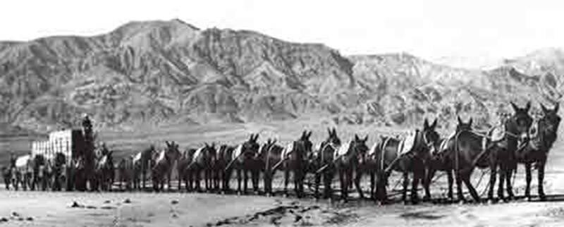 Упряжка 20 мулов  представляла собой команду из восемнадцати мулов и двух лошадей, прикрепленных к большим фургонам, которые вывозили буру