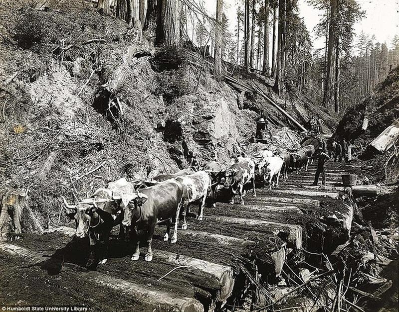 Вырубка гигантских секвой в Канаде. 1880-1920 г. Здесь часто применяли тягловую силу яков и быков