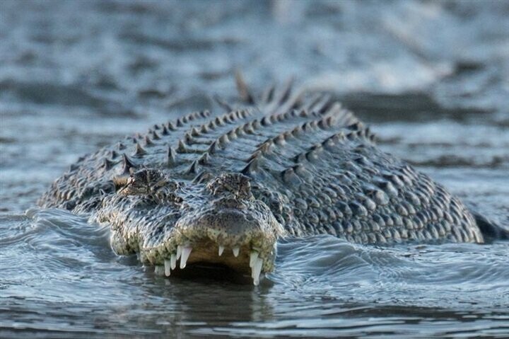 В Австралии крокодил перевернул лодку и съел рыбака