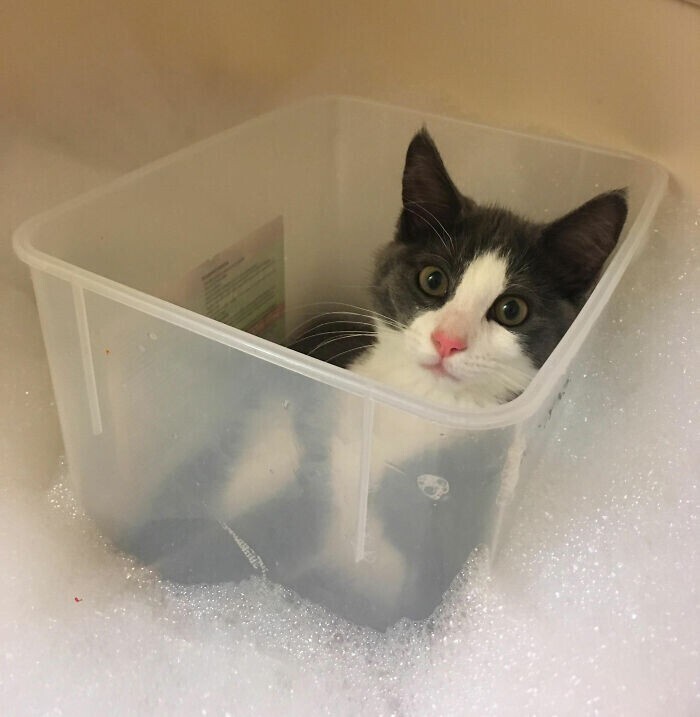 "Моя кошка всегда рвалась внутрь, когда я принимала ванну, и однажды я решила принять ванну с ней, положив ее в пластиковый контейнер. Теперь это превратилось привычку, и по-другому я не купаюсь!"