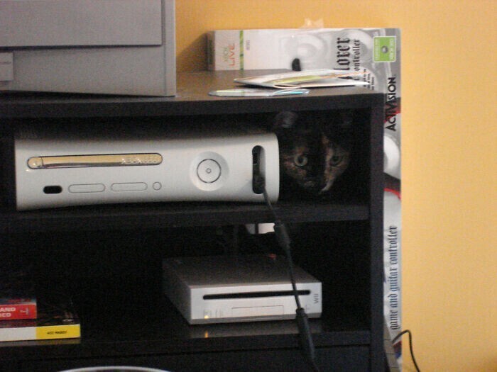 "Моя кошка открывает привод Xbox, когда она думает, что я достаточно поиграл (даже если я только начал)"