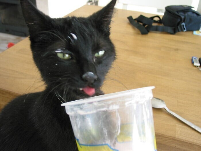 "Мой кот помешан на йогурте, и всегда, стоит мне открыть банку и начать издавать звуки ложкой, он прибегает и выпрашивает йогурт"