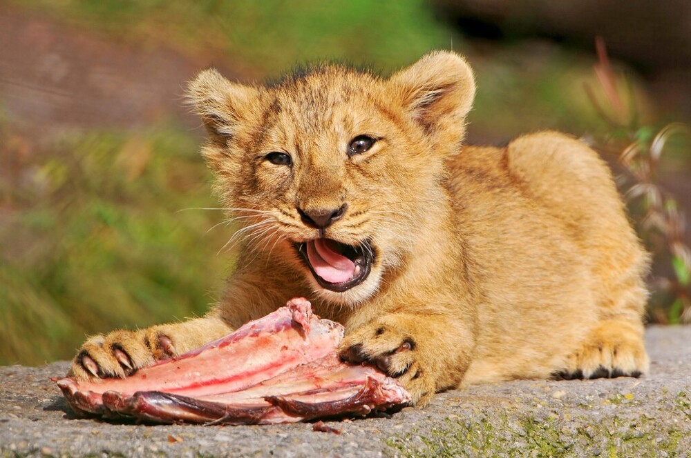 Поедание хищников. Маленький Львенок. Хищные животные.