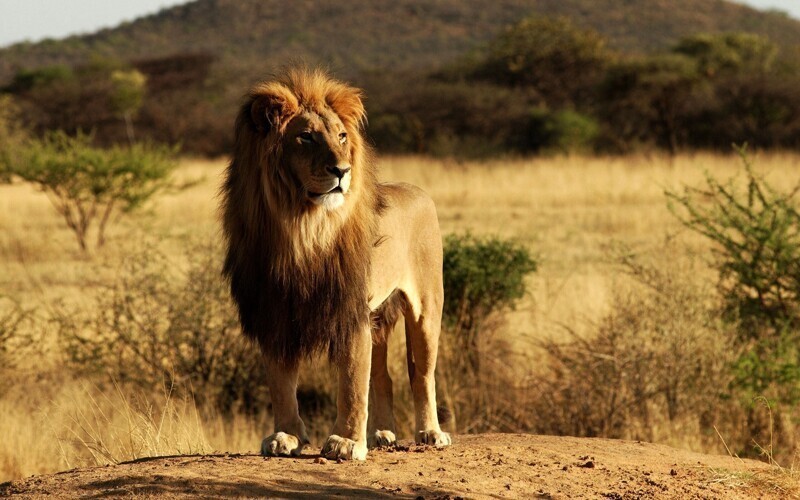 Интересные факты о львах
