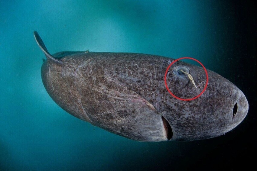 Гренландская акула: Она охотится с помощью рачков на своих глазах, а готова к размножению только в 150 лет