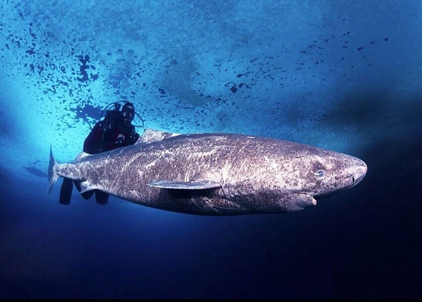 Гренландская акула: Она охотится с помощью рачков на своих глазах, а готова к размножению только в 150 лет