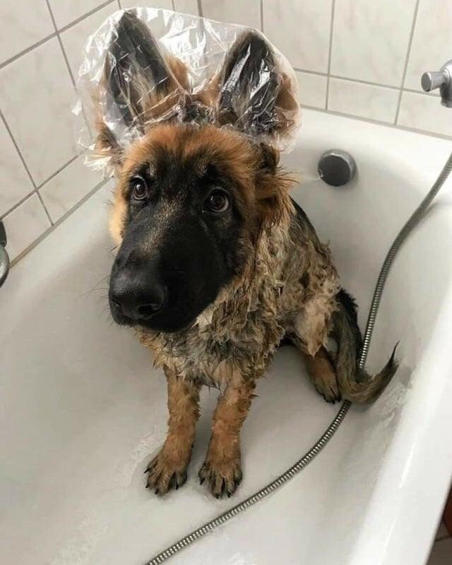Наш пёс очень не любит, когда вода попадает в уши