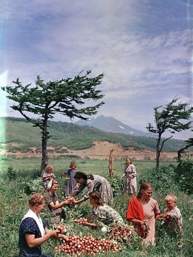 Сбор редиски в Курильском совхозе, 1952 г