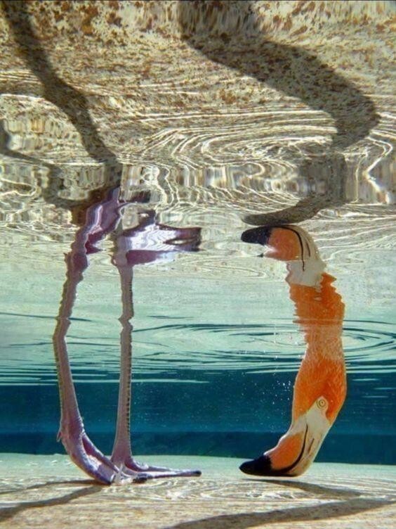 Фламинго под водой
