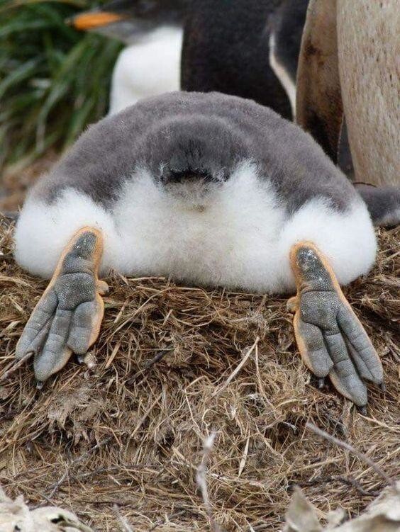 Лапки пингвина