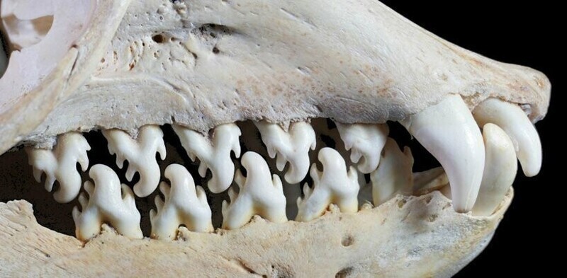 Зачем тюленю-крабоеду такие зубы?