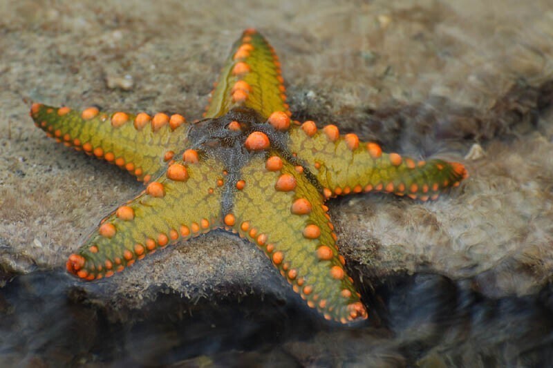 6. Морская звезда может вырастить свои конечности и регенерировать все тело из одного отростка