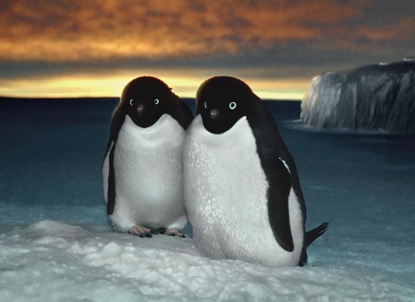 Незамерзающий пингвин: почему жителям Антарктики не страшен мороз?