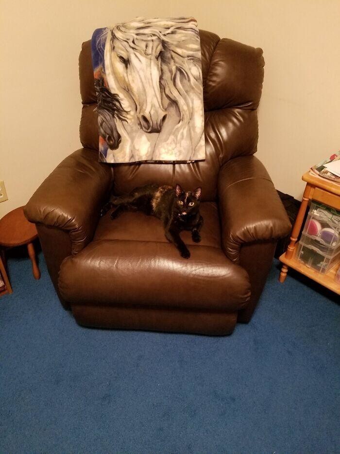8. "Раздвижное кресло за 75 долларов, в магазине оно стоит 1 000. Кошка не входит в стоимость".