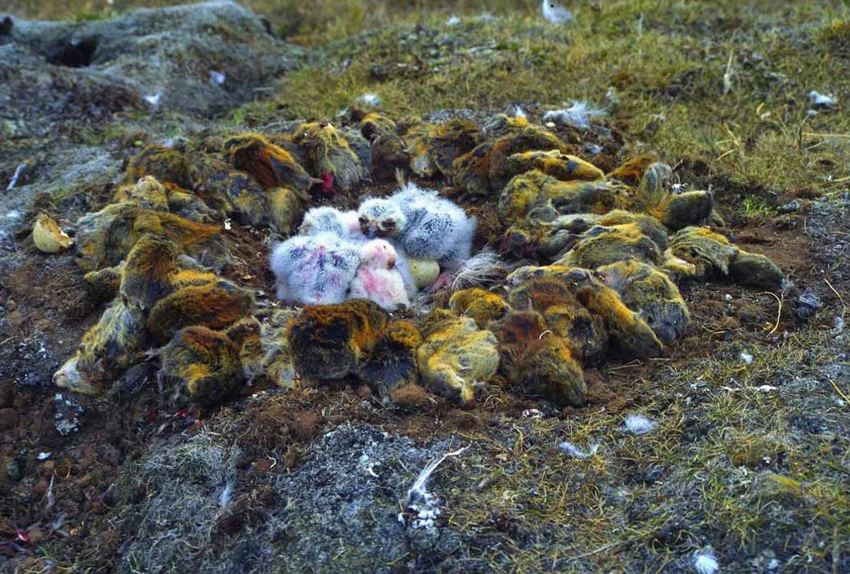 Лемминг: Создатели фильма про тундру сами бросали грызунов со скалы, чтобы создать миф о массовых самоубийствах