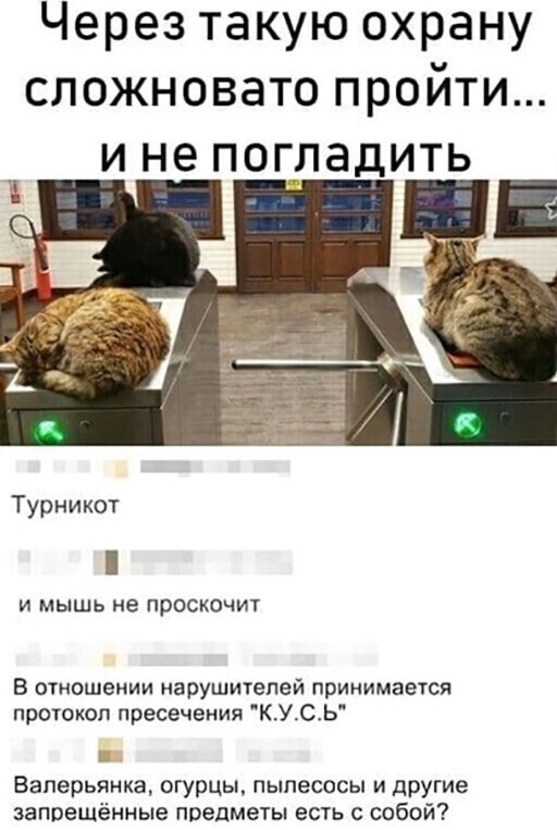 Скрины из соцсетей