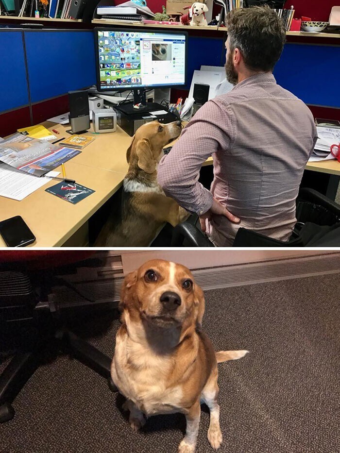 "А мой пес пришел ко мне в офис спустя три дня после того, как мы его потеряли"