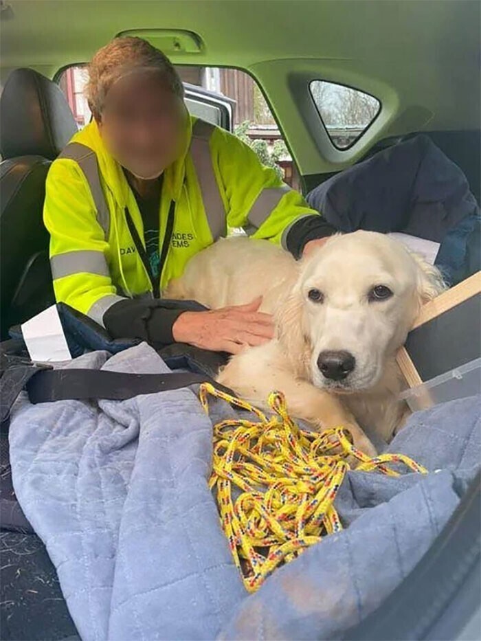Незнакомец нашел в лесу собаку, и два часа ехал до города, чтобы передать ее спасателям. Позже они нашли ее хозяев, и отвезли им