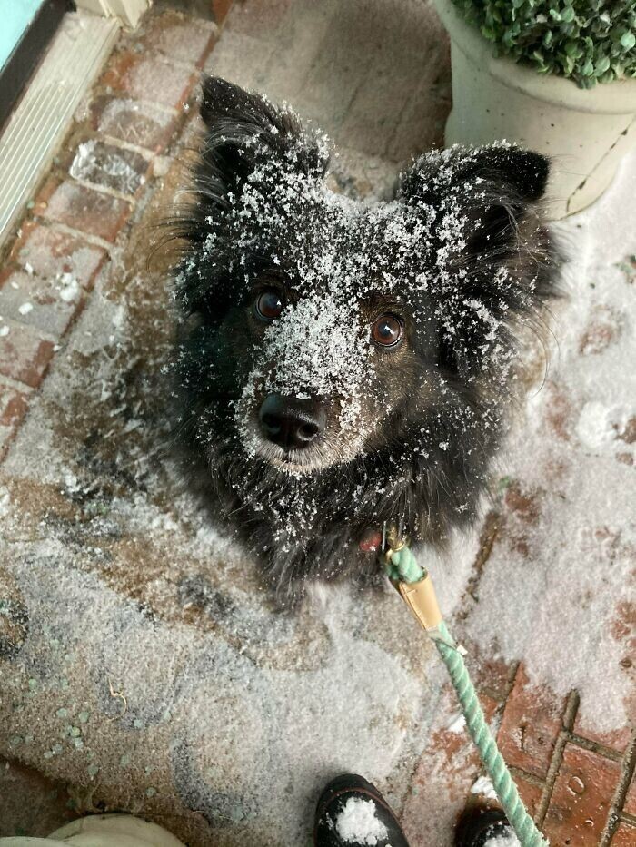 5. "Моя собака в восторге от снега!"