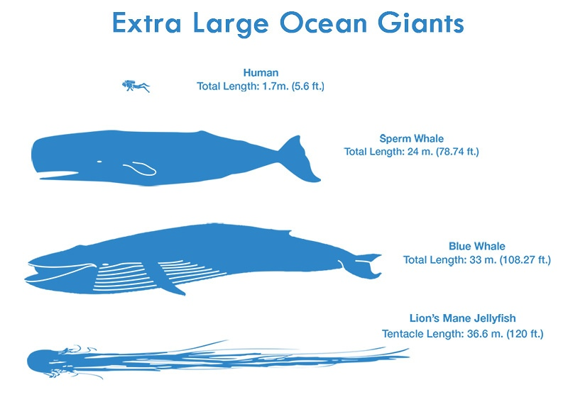 Волосистая цианея: Медуза, которая может вырасти длиннее синего кита, и её цикл жизни