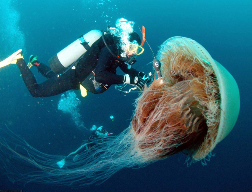 Волосистая цианея: Медуза, которая может вырасти длиннее синего кита, и её цикл жизни