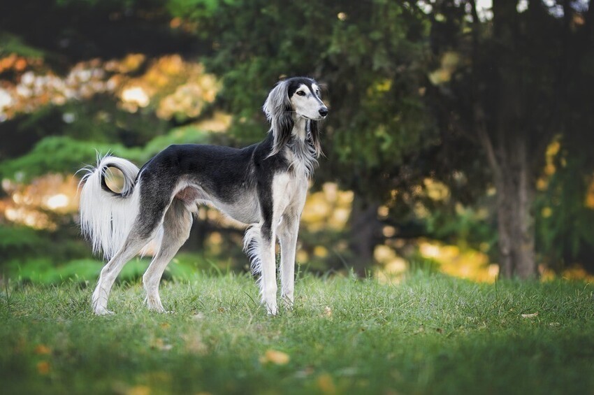 Салюки - древнейшая порода собак в мире. Они возникли в Египте около 329 года до нашей эры