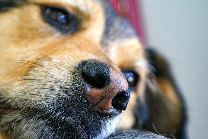 Нос каждой собаки уникален, как отпечаток пальца человека - нет двух собак с одинаковым "отпечатком" носа. Кроме того, собаки имеют влажные носы, чтобы лучше улавливать запахи