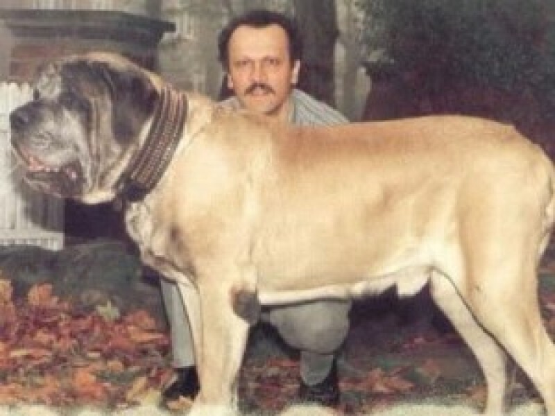 Зорба - английский мастиф, который был внесен в Книгу рекордов Гиннеса, как самая тяжелая и самая высокая собака в мире. Его высота в холке - 94 см, а весил он 155,6 кг