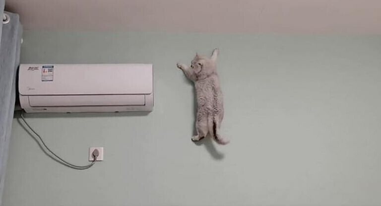 Кошка карабкается по стене, как профессиональный альпинист