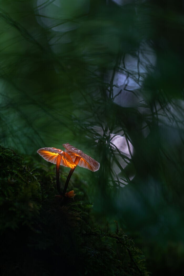 "Светящийся гриб", Janis Palulis, Латвия