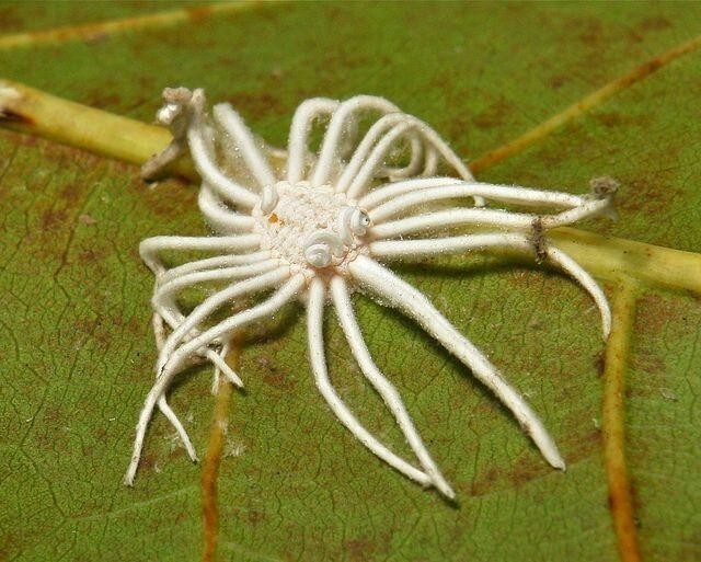 Самка ледяного чешуйчатого насекомого (Icerya sp., Monophlebinae, Margarodidae). Кстати это не ноги - это особая бахрома по краю самого насекомого