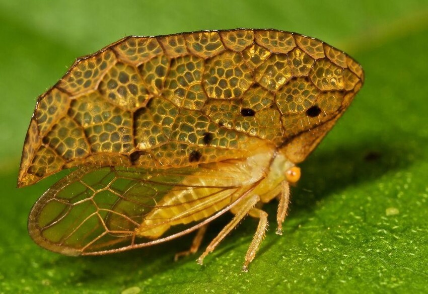 Odd Treehopper (Oeda sp. cf. inflata) еще одна цикада