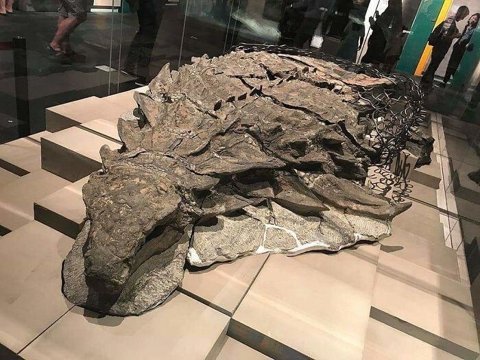 10. Мумифицированный динозавр в канадском музее