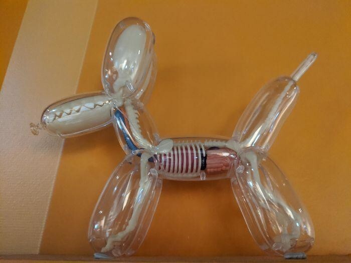 14. Необычная анатомическая модель собаки из воздушного шарика