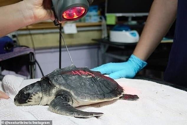 Жители Техаса спасли более 4 000 замерзших морских черепах
