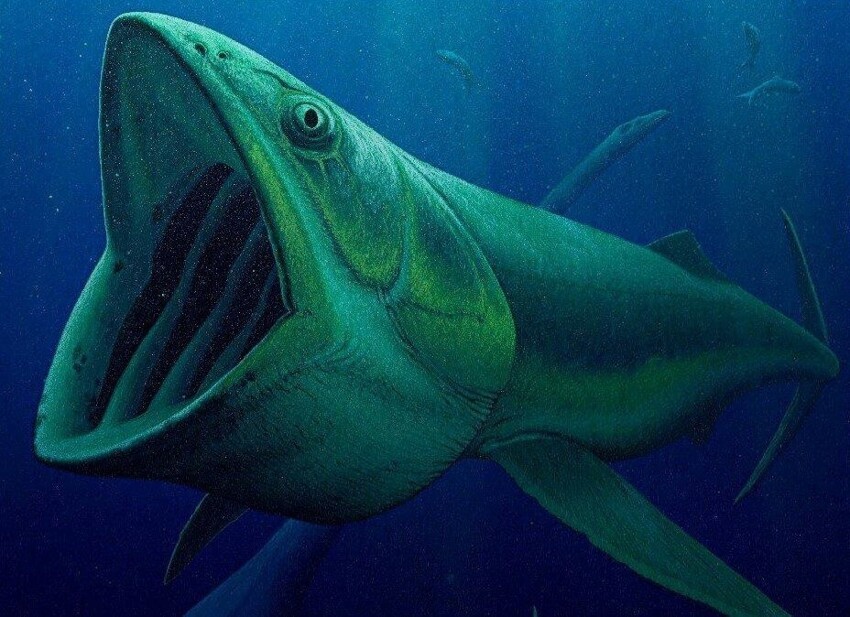 Лидсихтис: Вот она, рыба моей мечты! Доисторическая «селёдка», выраставшая в 16 метров длины!