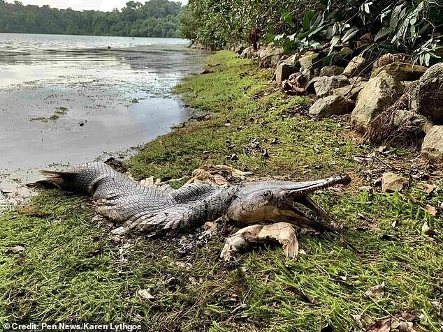 Рыба-крокодил напугала сингапурцев