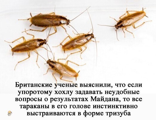 О политике и не только