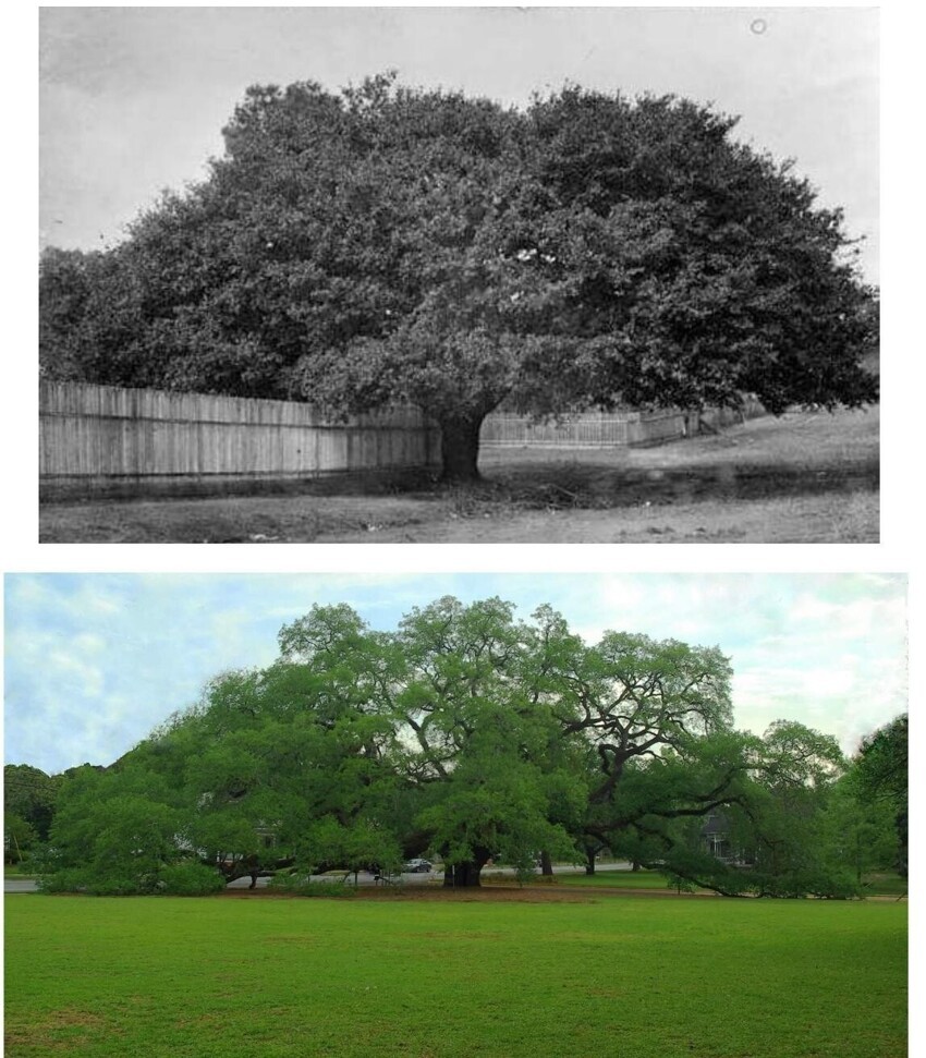 17. Большой дуб в Томасвилле, Джорджия, в 1895 году и в 2020-м