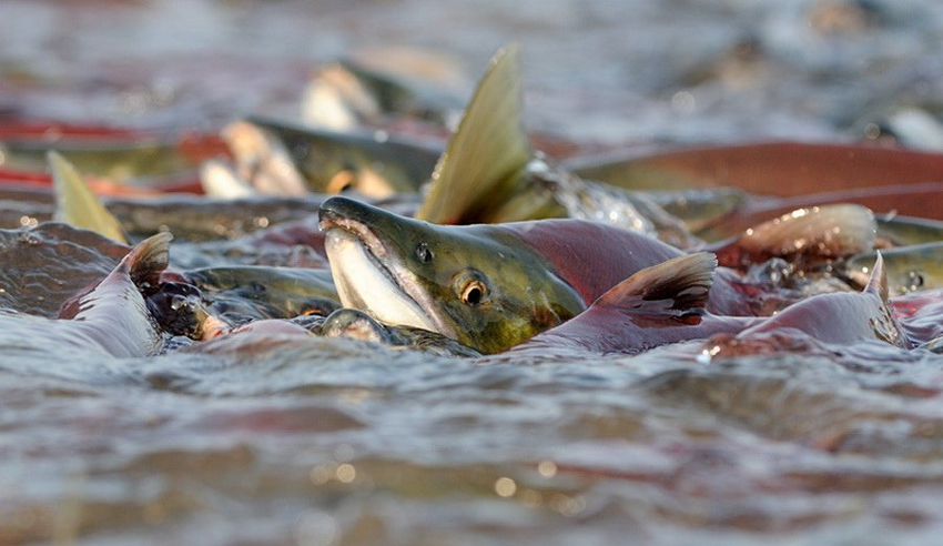 Подробное описание безумия, которое вытворяют рыбы, возвращаясь к нерестилищу