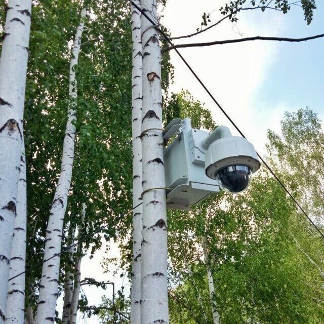 «Эта камера наблюдения установлена ​​на березе в парке Маяковского в Екатеринбурге. Береза ​​- символ русской природы и русской красоты».