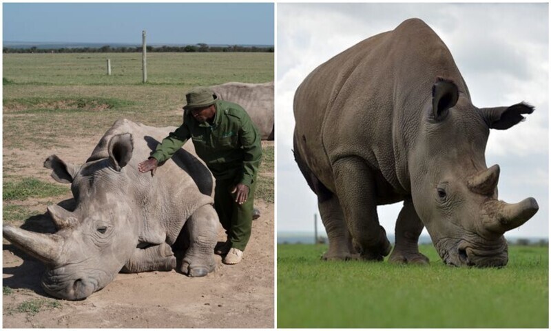 Последний шанс: ученые всеми силами пытаются спасти белых носорогов