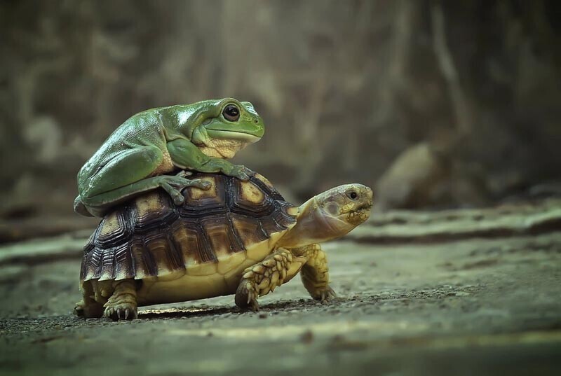 Лягушонок прокатился верхом на черепахе