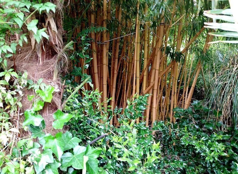 Мужчина потратил 30 лет, чтобы превратить свой сад в невероятные джунгли