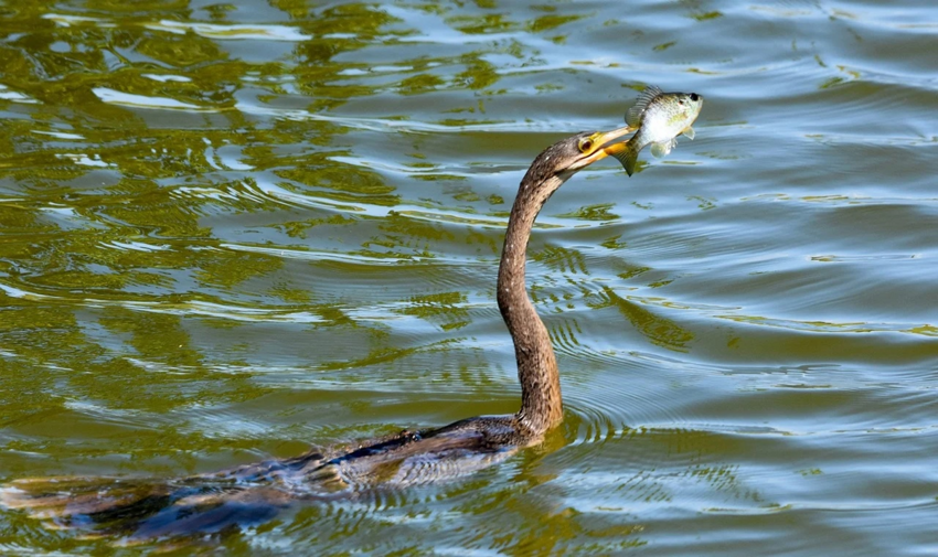 Американская змеешейка: «Сломанная» в 2 местах шея позволяет птице бить настолько мощно, что пробивает рыбу насквозь