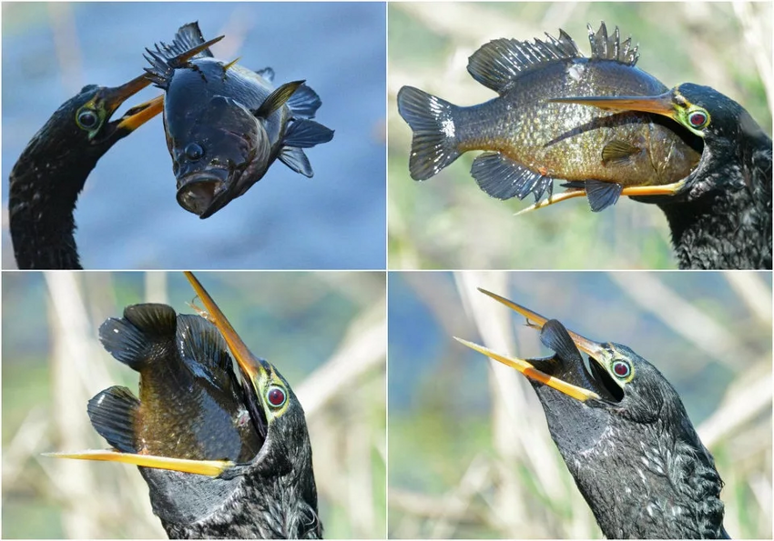 Американская змеешейка: «Сломанная» в 2 местах шея позволяет птице бить настолько мощно, что пробивает рыбу насквозь